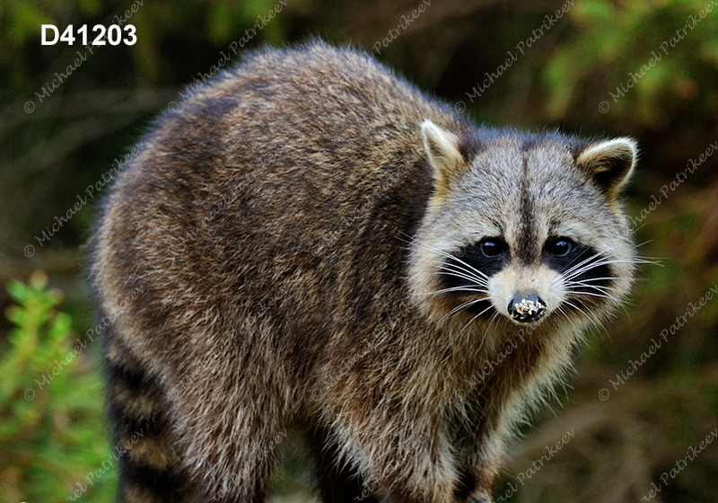 Northern Raccoon (Procyon lotor)